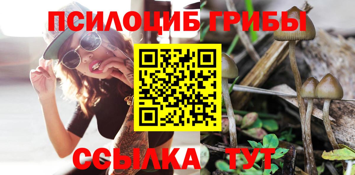 Псилоцибиновые грибы мицелий Камышин
